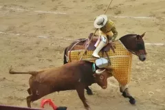 merlin-the-bullfighting-horse